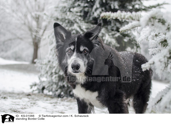 stehender Border Collie / standing Border Collie / KS-01066