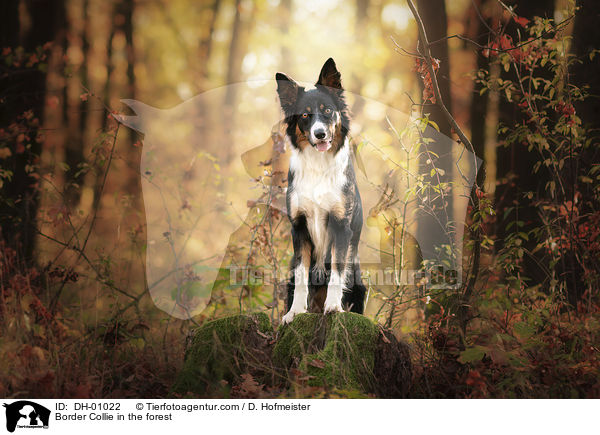 Border Collie im Wald / Border Collie in the forest / DH-01022