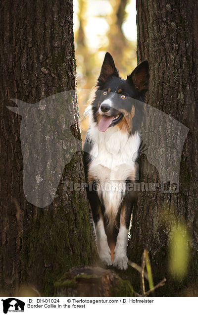 Border Collie im Wald / Border Collie in the forest / DH-01024