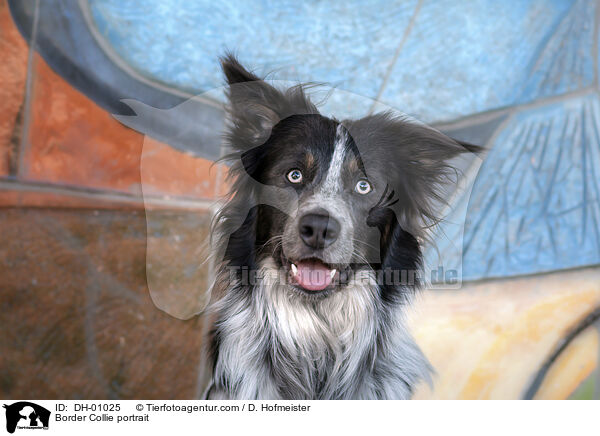 Border Collie Portrait / Border Collie portrait / DH-01025