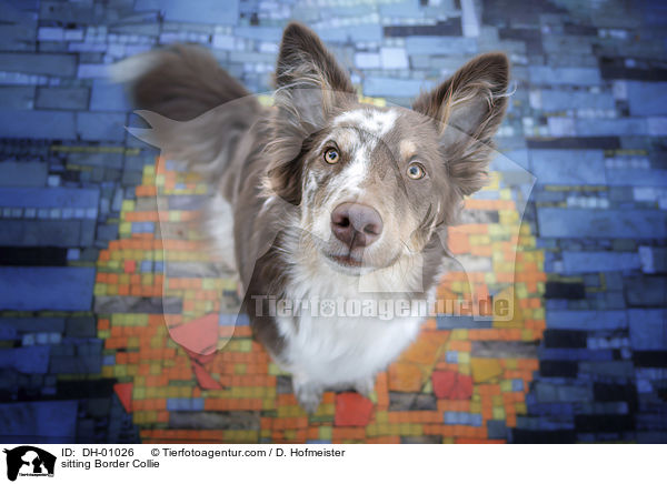 sitzender Border Collie / sitting Border Collie / DH-01026