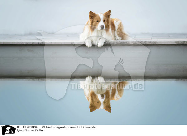 liegender Border Collie / lying Border Collie / DH-01034