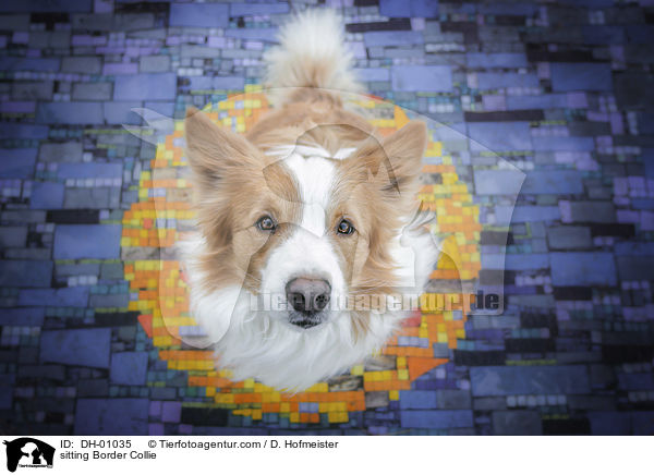 sitzender Border Collie / sitting Border Collie / DH-01035