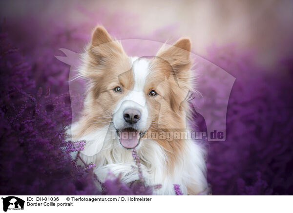 Border Collie Portrait / Border Collie portrait / DH-01036