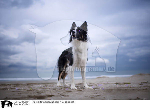 Border Collie / Border Collie / VJ-02364