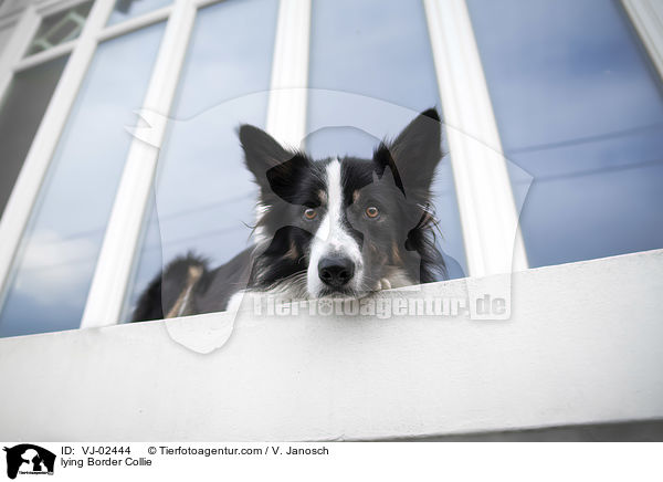 liegender Border Collie / lying Border Collie / VJ-02444