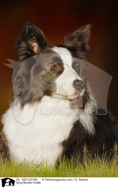 liegender Border Collie / lying Border Collie / SST-20780