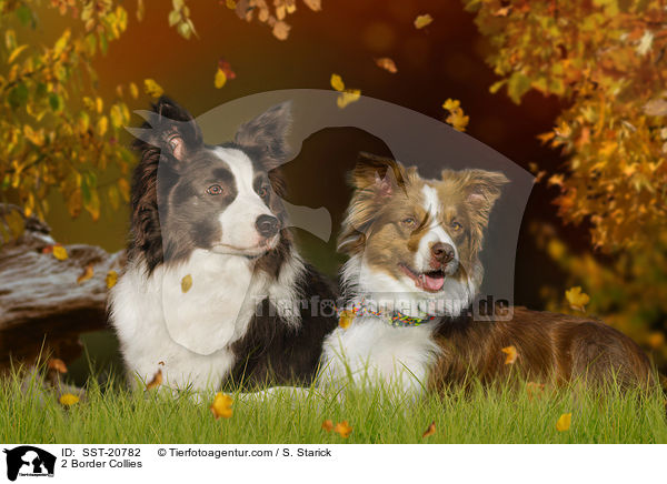 2 Border Collies / 2 Border Collies / SST-20782