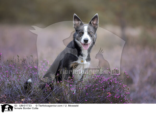 Border Collie Hndin / female Border Collie / UM-01733