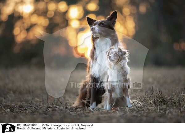 Border Collie und Miniature Australian Shepherd / Border Collie and Miniature Australian Shepherd / UM-01806