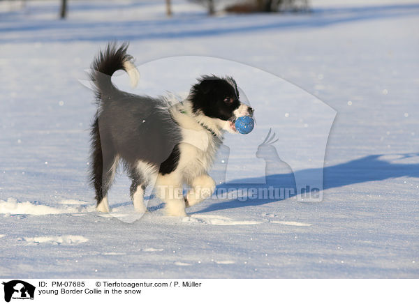 junger Border Collie im Schnee / young Border Collie in the snow / PM-07685