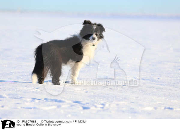junger Border Collie im Schnee / young Border Collie in the snow / PM-07688