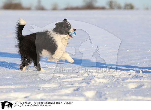 junger Border Collie im Schnee / young Border Collie in the snow / PM-07689
