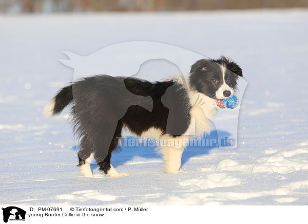 junger Border Collie im Schnee / young Border Collie in the snow / PM-07691