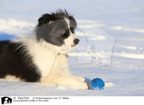 junger Border Collie im Schnee / young Border Collie in the snow / PM-07692