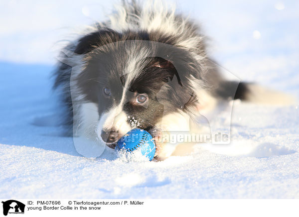 junger Border Collie im Schnee / young Border Collie in the snow / PM-07696