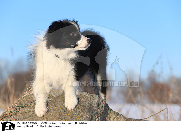 junger Border Collie im Schnee / young Border Collie in the snow / PM-07700
