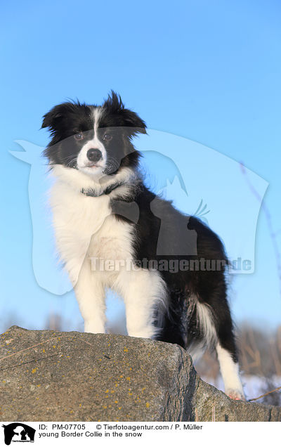 junger Border Collie im Schnee / young Border Collie in the snow / PM-07705