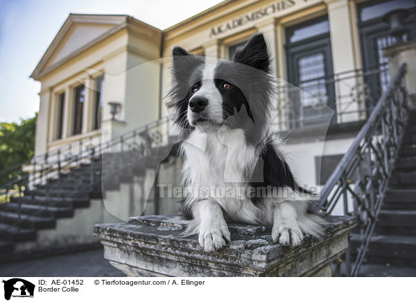 Border Collie / Border Collie / AE-01452