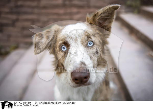 Border Collie Portrait / Border Collie Portrait / AE-01459