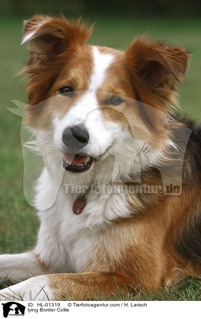 liegender Border Collie / lying Border Collie / HL-01319