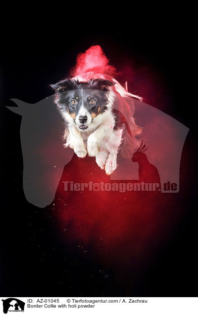 Border Collie mit Holi Pulver / Border Collie with holi powder / AZ-01045