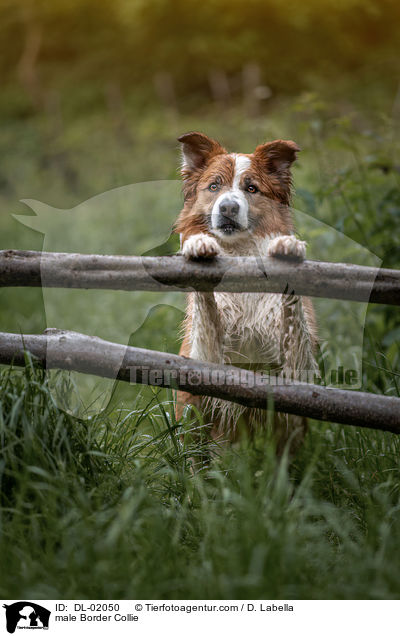 Border Collie Rde / male Border Collie / DL-02050