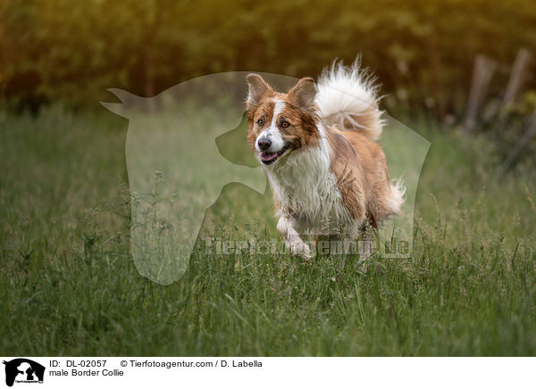 Border Collie Rde / male Border Collie / DL-02057