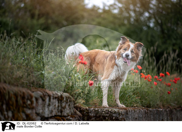 Border Collie Rde / male Border Collie / DL-02062