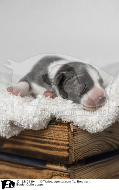 Border Collie Welpe / Border Collie puppy / LB-01894