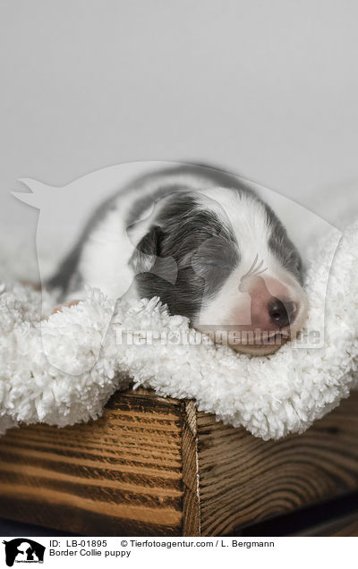 Border Collie Welpe / Border Collie puppy / LB-01895