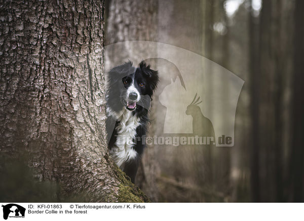 Border Collie im Wald / Border Collie in the forest / KFI-01863