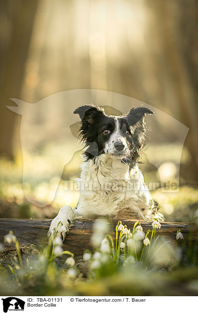 Border Collie / Border Collie / TBA-01131