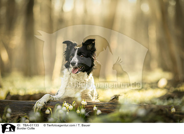 Border Collie / Border Collie / TBA-01133