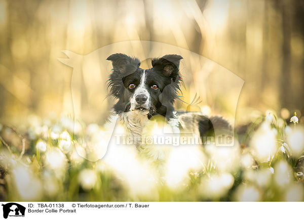 Border Collie Portrait / Border Collie Portrait / TBA-01138