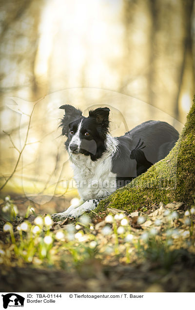 Border Collie / Border Collie / TBA-01144