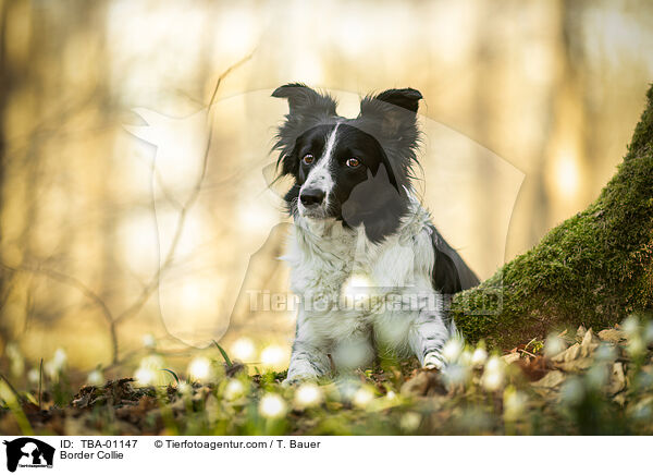 Border Collie / Border Collie / TBA-01147