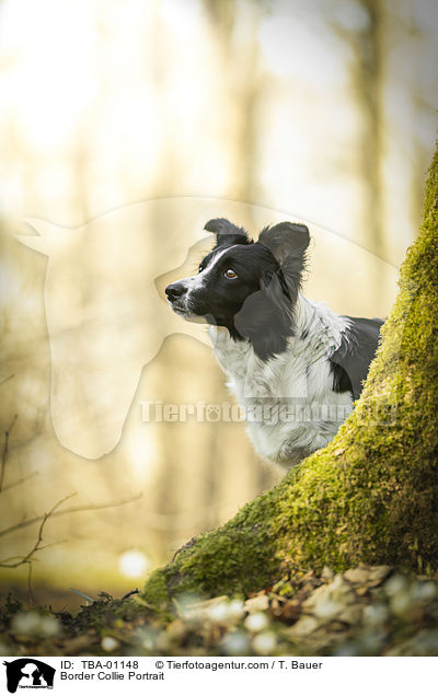 Border Collie Portrait / Border Collie Portrait / TBA-01148