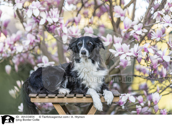 liegender Border Collie / lying Border Collie / AH-03854