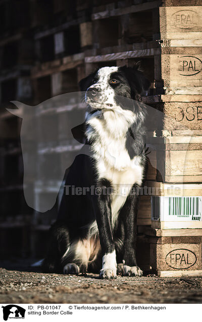 sitzender Border Collie / sitting Border Collie / PB-01047