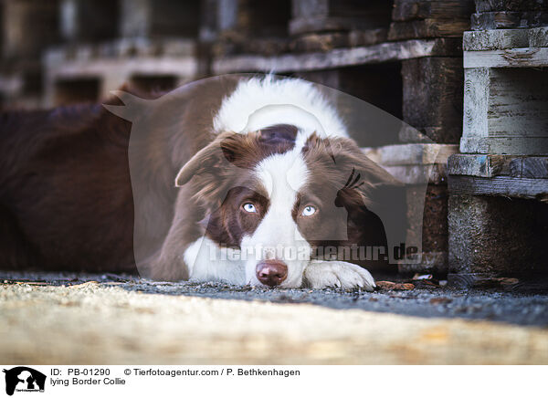 liegender Border Collie / lying Border Collie / PB-01290