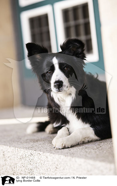 liegender Border Collie / lying Border Collie / NP-01468