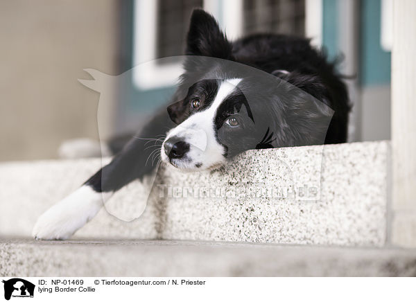 liegender Border Collie / lying Border Collie / NP-01469