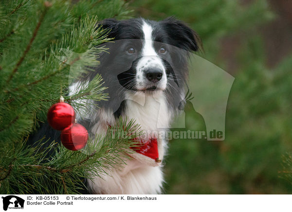 Border Collie Portrait / Border Collie Portrait / KB-05153