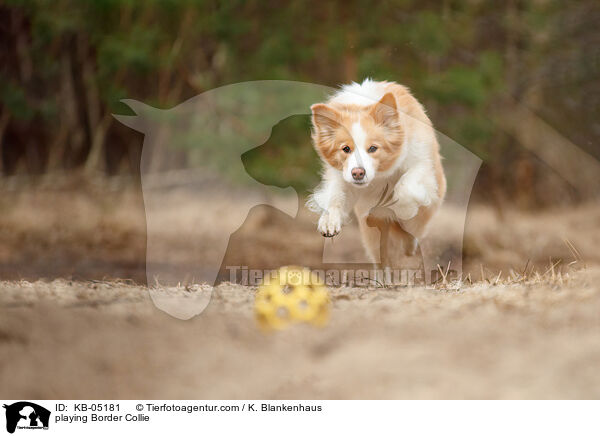 spielender Border Collie / playing Border Collie / KB-05181