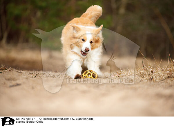 spielender Border Collie / playing Border Collie / KB-05187