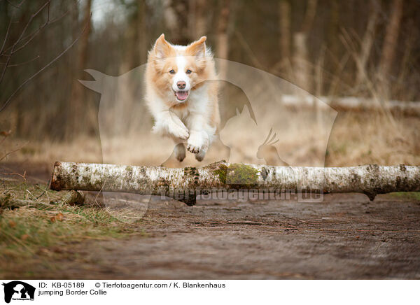 springender Border Collie / jumping Border Collie / KB-05189