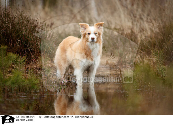 Border Collie / Border Collie / KB-05194