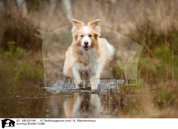 rennender Border Collie / running Border Collie / KB-05196