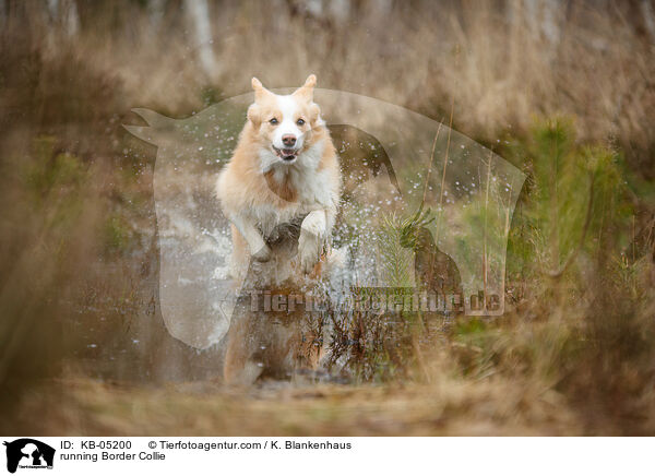 rennender Border Collie / running Border Collie / KB-05200